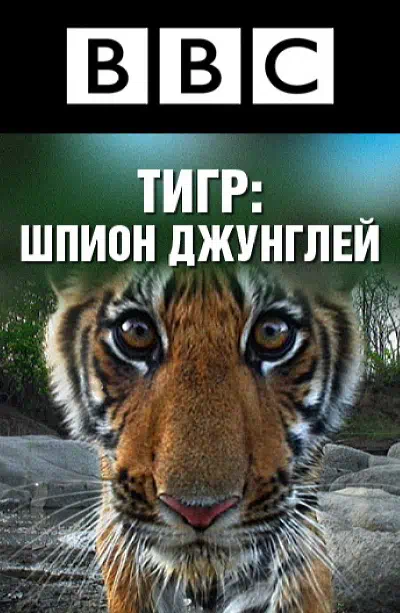 BBC: Тигр — Шпион джунглей смотреть онлайн бесплатно
